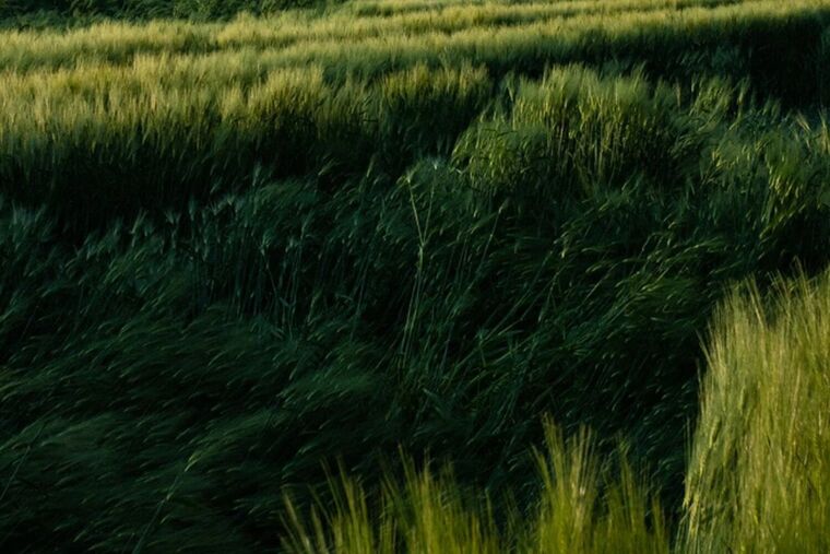 Field